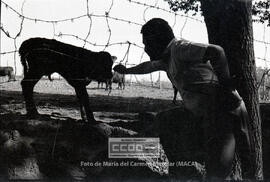 Segundas Jornadas Rojas del Campo: recogida de Algodón y elecciones sindicales