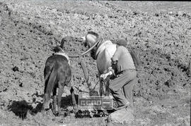 Escenas agrícolas – 02