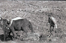 Escenas agrícolas – 01