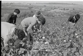 Segundas Jornadas Rojas del Campo: recogida de Algodón y elecciones sindicales