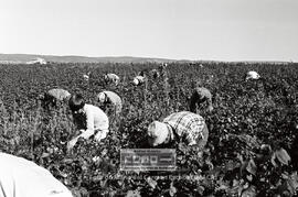 Segundas Jornadas Rojas del Campo: recogida de Algodón y elecciones sindicales