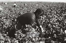 Segundas Jornadas Rojas del Campo: recogida de Algodón y elecciones sindicales