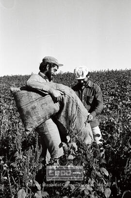Segundas Jornadas Rojas del Campo: recogida de Algodón y elecciones sindicales