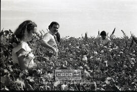 Segundas Jornadas Rojas del Campo: recogida de Algodón y elecciones sindicales