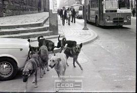 Perros callejeros – Foto 8