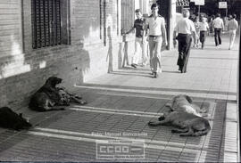 Escenas cotidianas – Foto 36