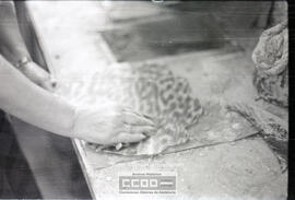 Fabricación de peinas – Foto 27