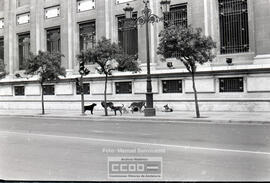 Perros callejeros – Foto 13