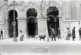 Perros callejeros – Foto 2