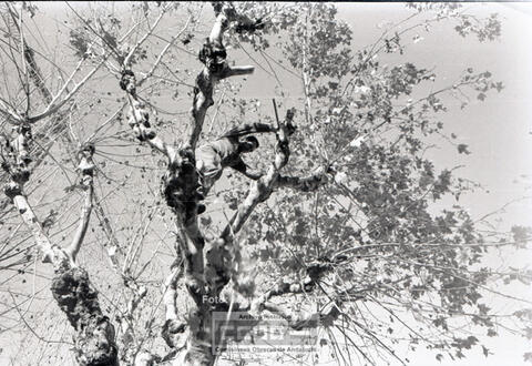 Open original Objecte digital