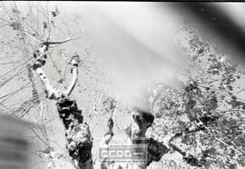 Poda de árboles – Foto 8