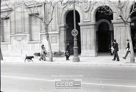 Perros callejeros – Foto 4