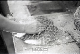Fabricación de peinas – Foto 28