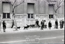 Perros callejeros – Foto 7