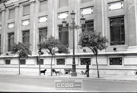 Perros callejeros – Foto 14
