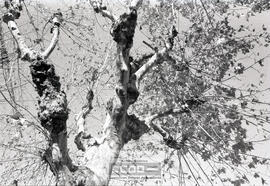 Poda de árboles – Foto 1